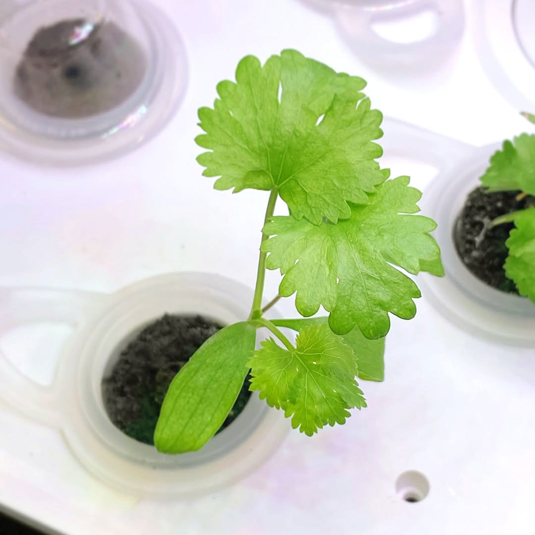 Odlingsplugg 15-pack