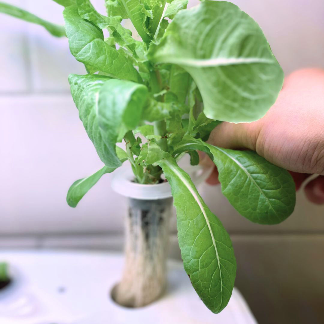 Odlingsplugg 15-pack