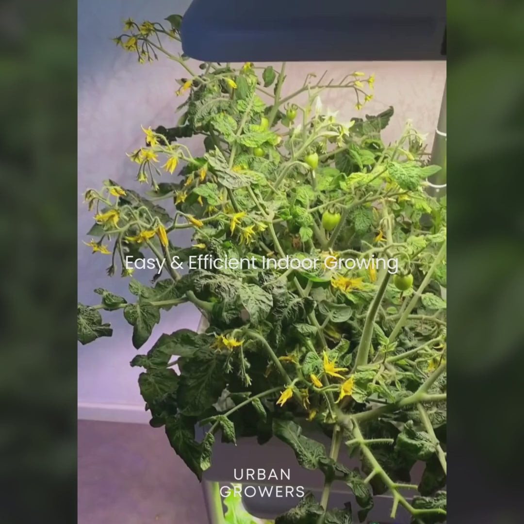 Urban Oasis HydroLush